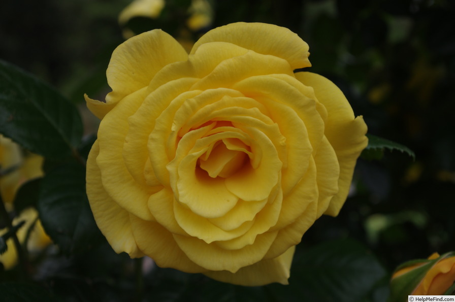 'CHEwyellowdoor' rose photo