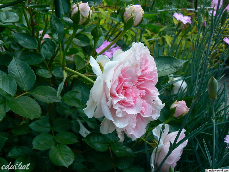 'Meine Oma' rose photo