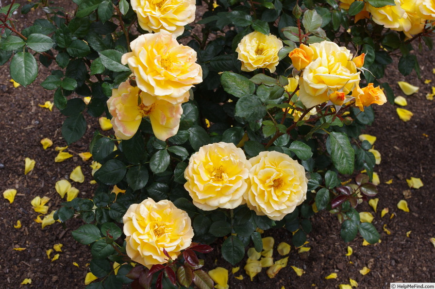 'Gold Dust (floribunda, Benny, 2007)' rose photo