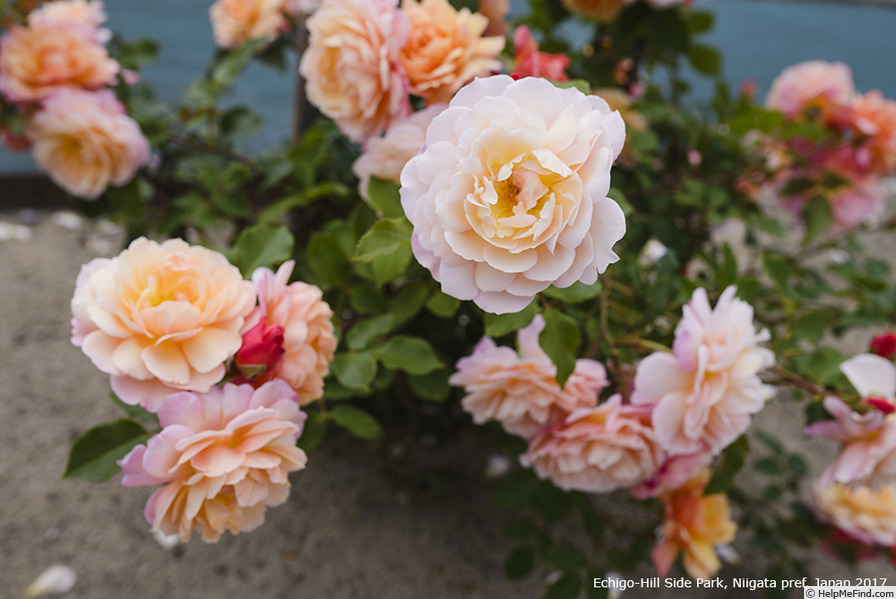 'Calypso (shrub, Kimura before 2014)' rose, click to enlarge 'Calypso (shrub, Kimura before 2014)' rose photo