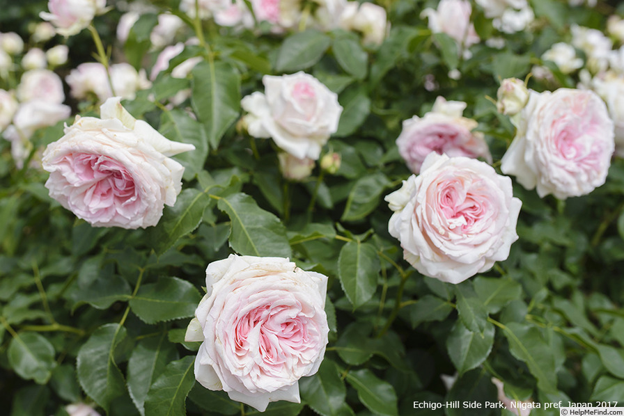 'Haruno' rose photo