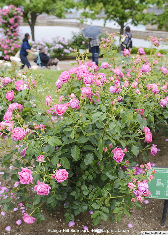 'Pub Rock' rose photo