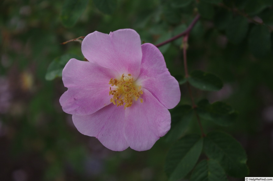 'R. webbiana' rose photo
