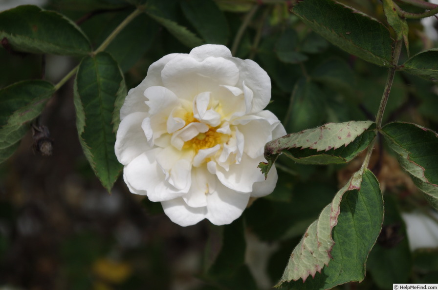 'White Rose of York' rose photo