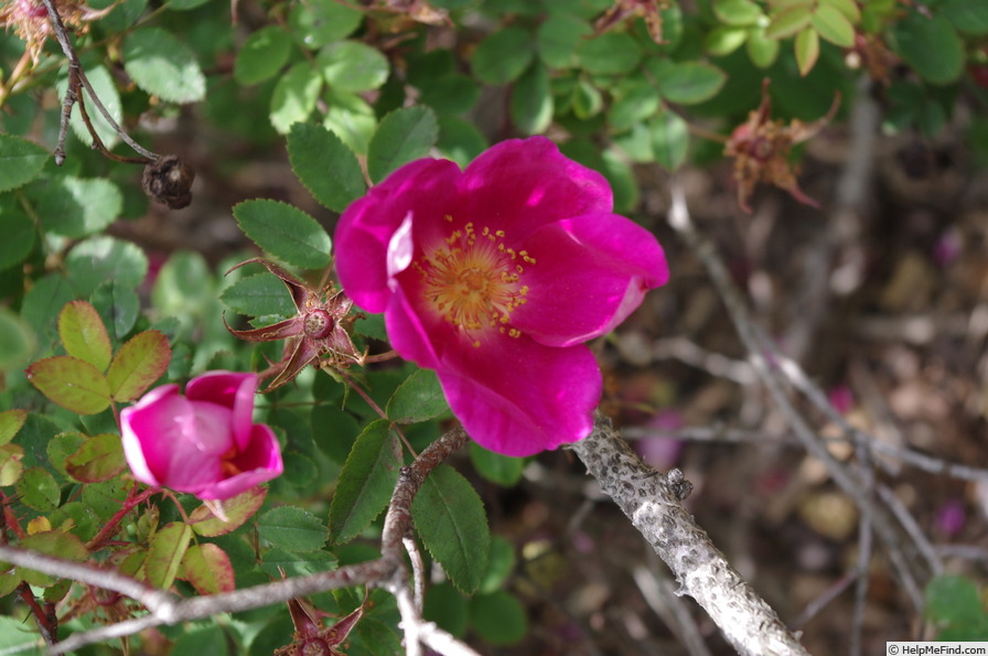 '<i>Rosa spinosissima</i> 'Single Cherry'' rose photo