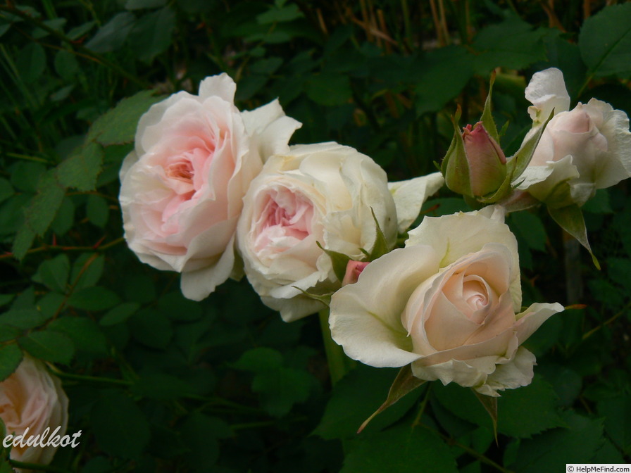 'Morden Blush' rose photo