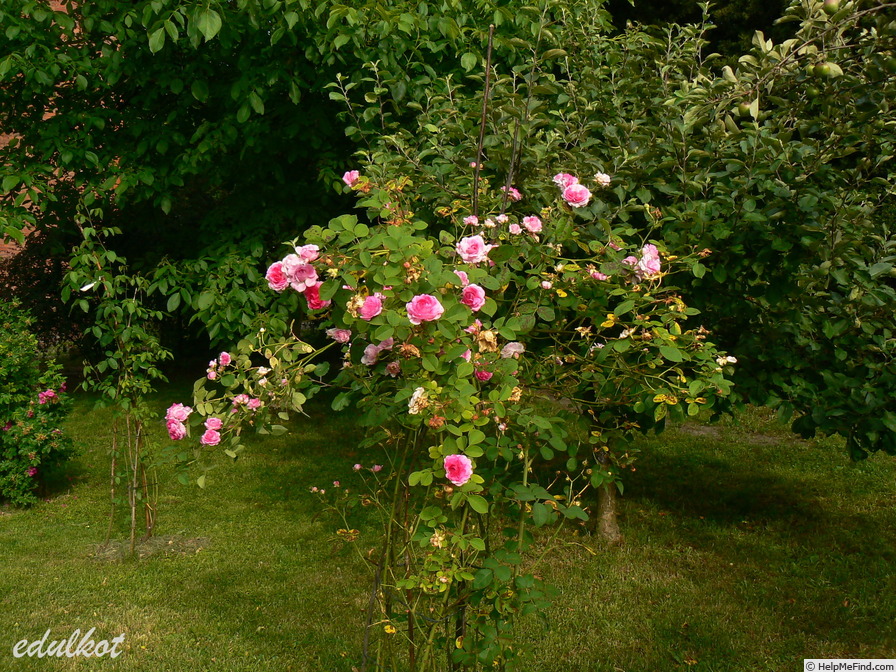'Nymphe Tepla' rose photo
