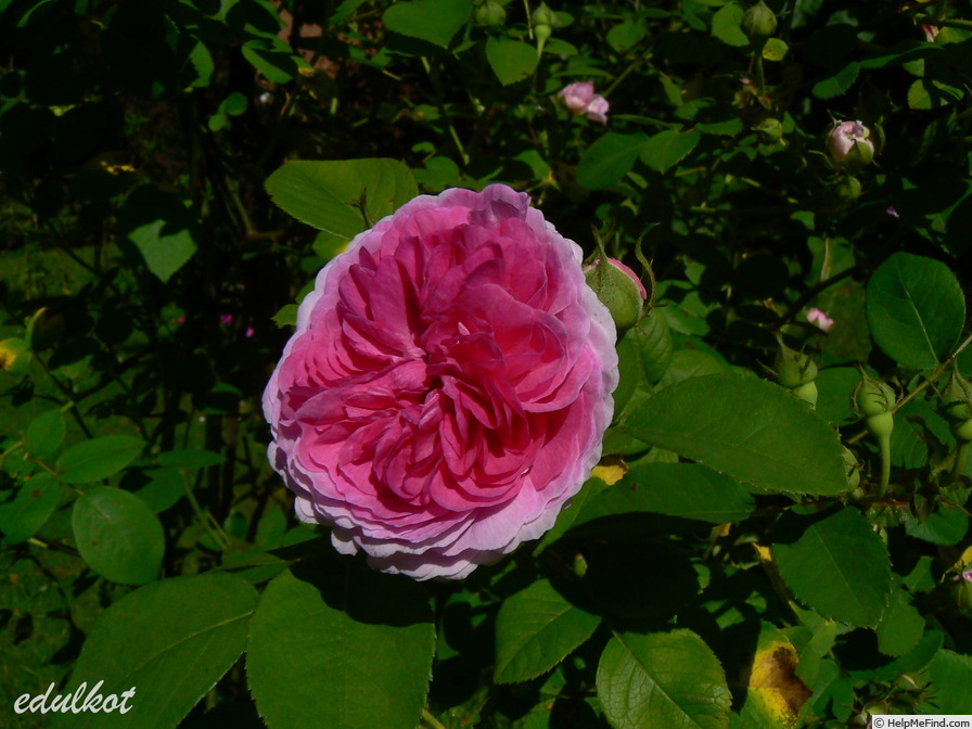 'Nymphe Tepla' rose photo