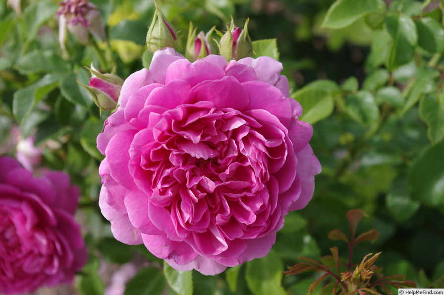 'AUSkitchen' rose photo