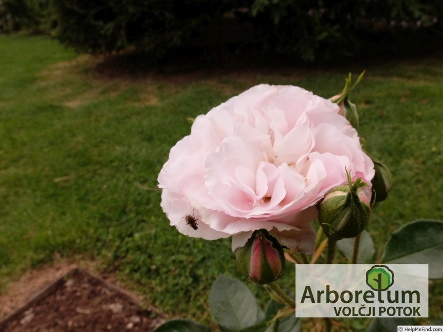 'Herkules ®' rose photo