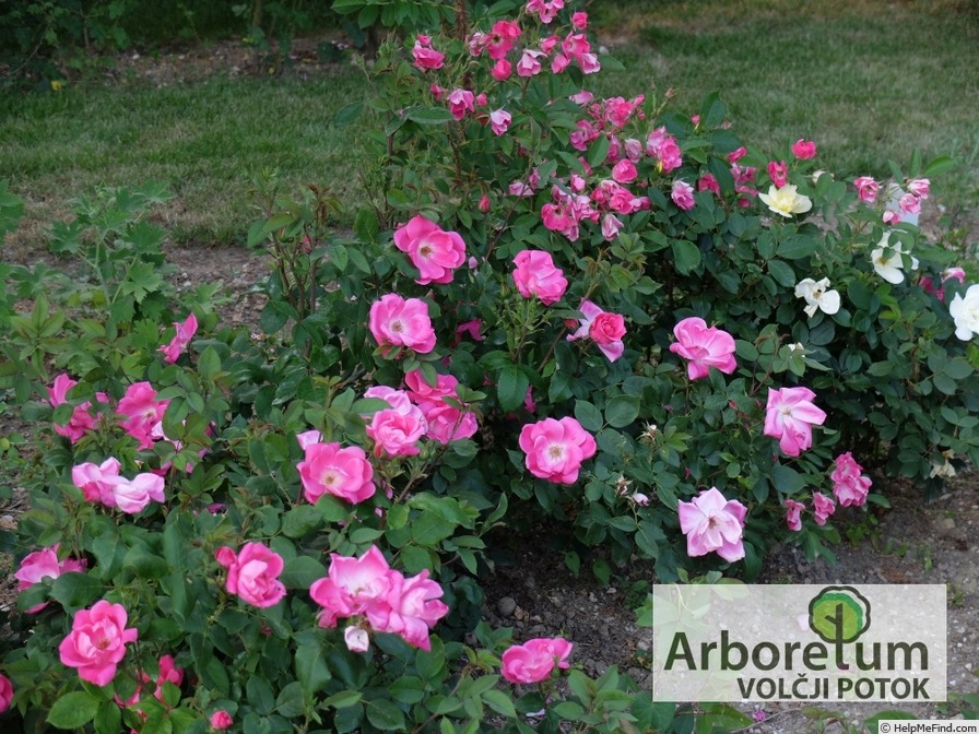 'Pink Knock Out ® (floribunda, Meilland, 2000)' rose photo