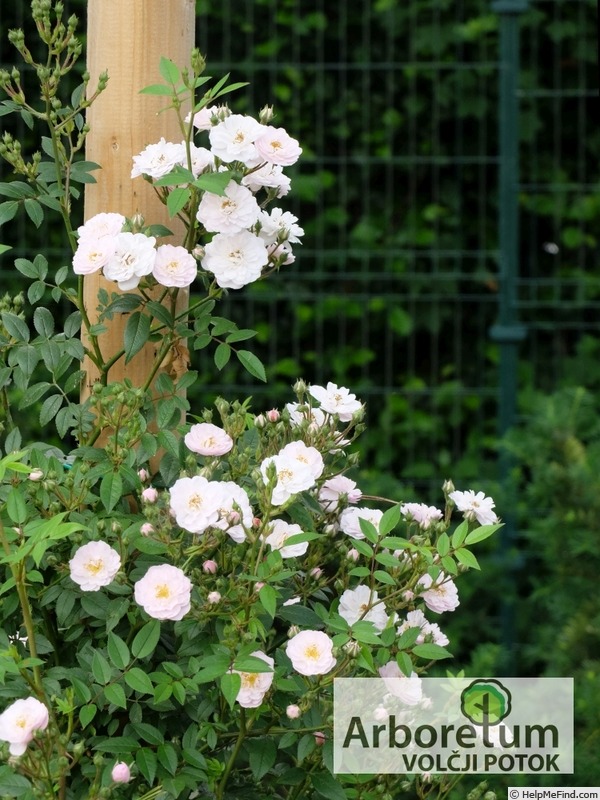 'Little Rambler' rose photo