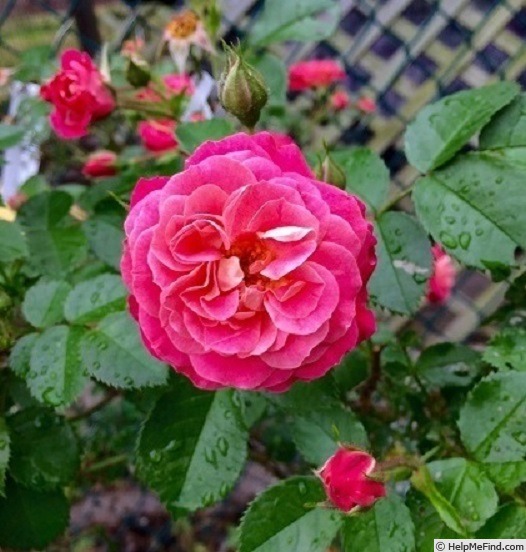 'WGAL' rose photo
