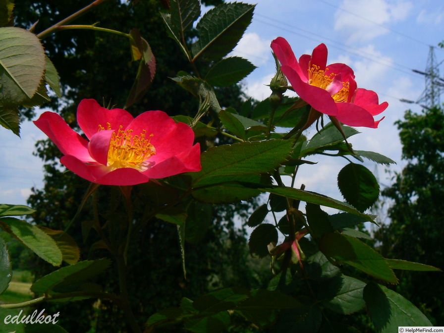 'Parkfeuer' rose photo