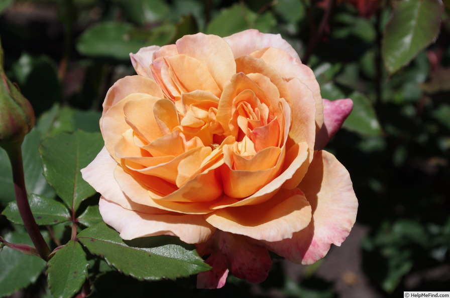 'Lolita ® (hybrid tea, Kordes 1972)' rose photo