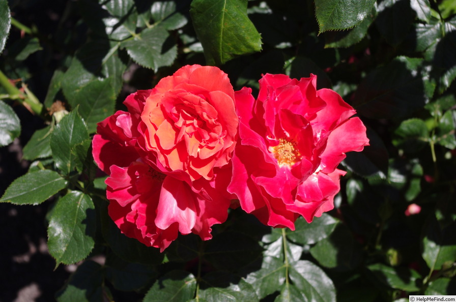 'MACal' rose photo