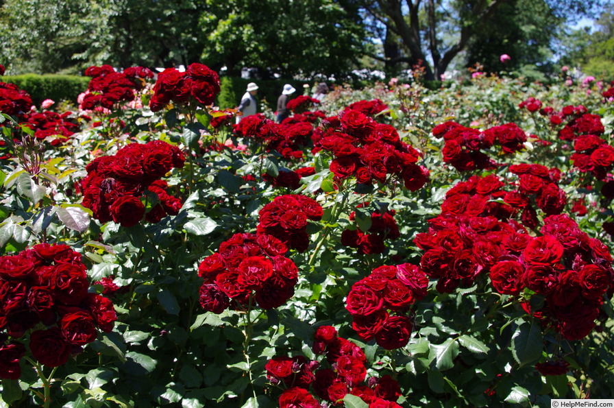 ‘Lavaglut’ Rose Photo