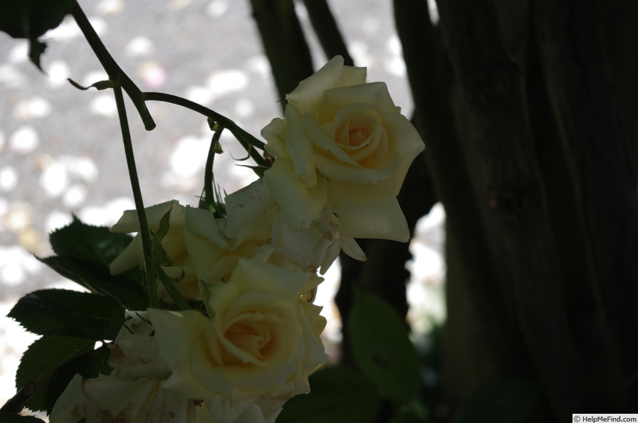 'Scentasia' rose photo