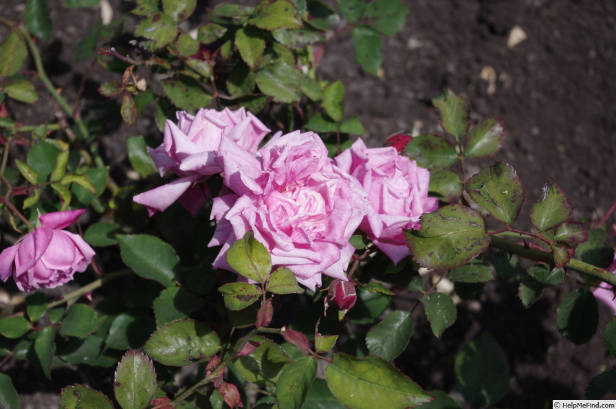'Santa Rosa (Hybrid Bourbon, Burbank, 1899)' rose photo