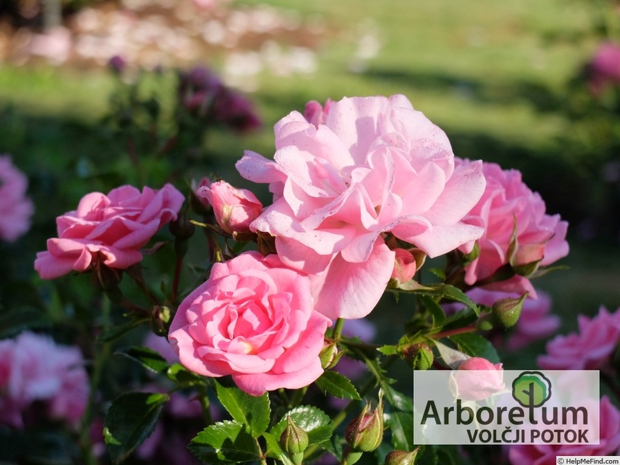 'Palmengarten Frankfurt ™' rose photo