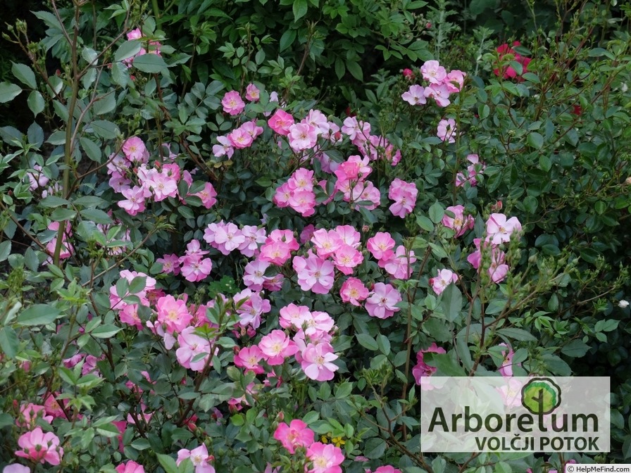 'Lavender Dream' rose photo