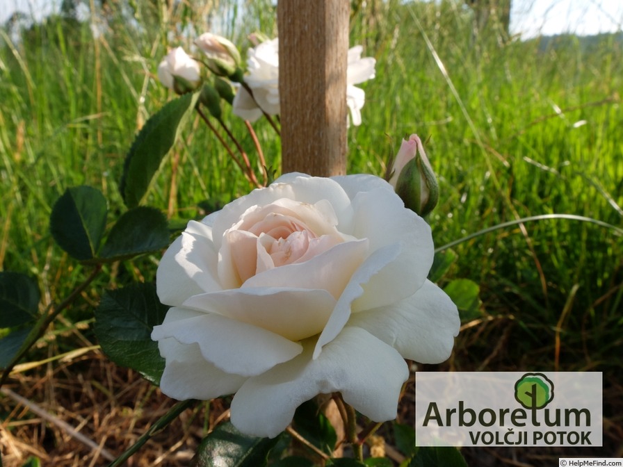 'Ave Maria (polyantha, Böhm, 1933)' rose photo