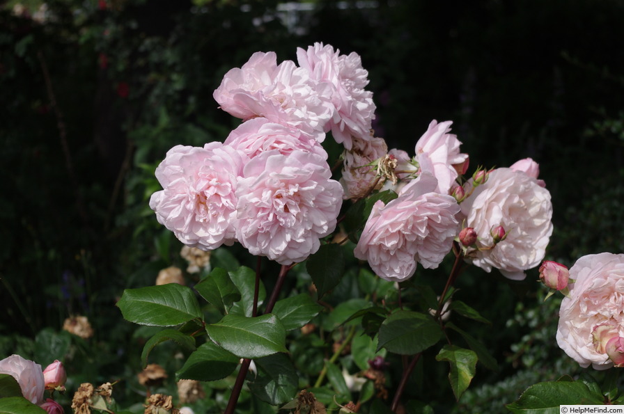 'Pink Gruss an Aachen (floribunda, Kluis, 1929)' rose photo
