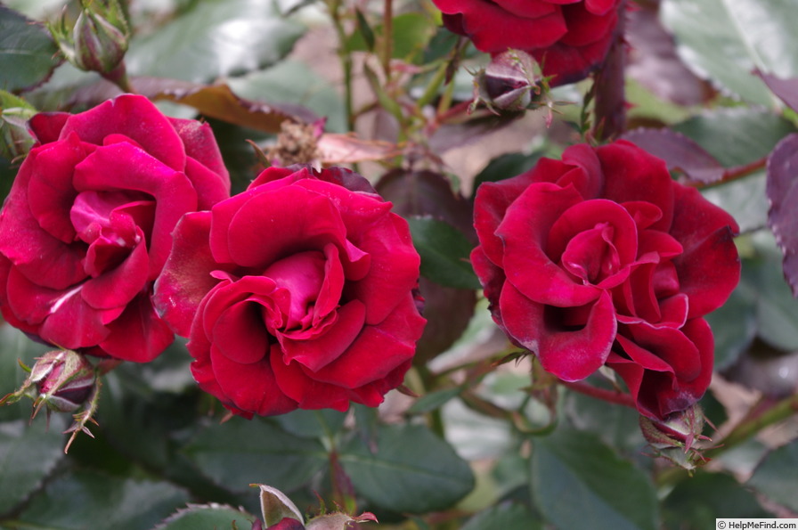 'Hans Christian Andersen' rose photo