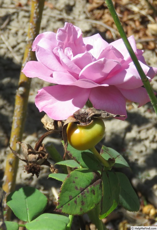 'Ripples' rose photo