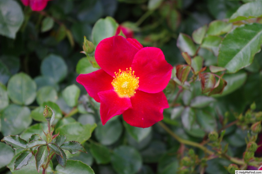 'KENtrooper' rose photo