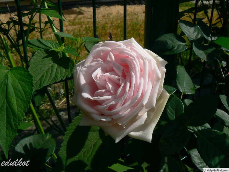 'Perle d'Amour' rose photo