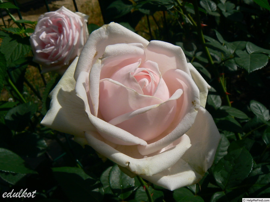 'Perle d'Amour' rose photo