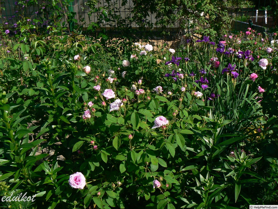 'Président de Sèze' rose photo