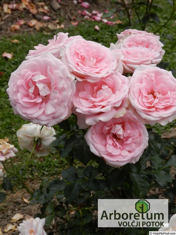 'Prešeren' rose photo