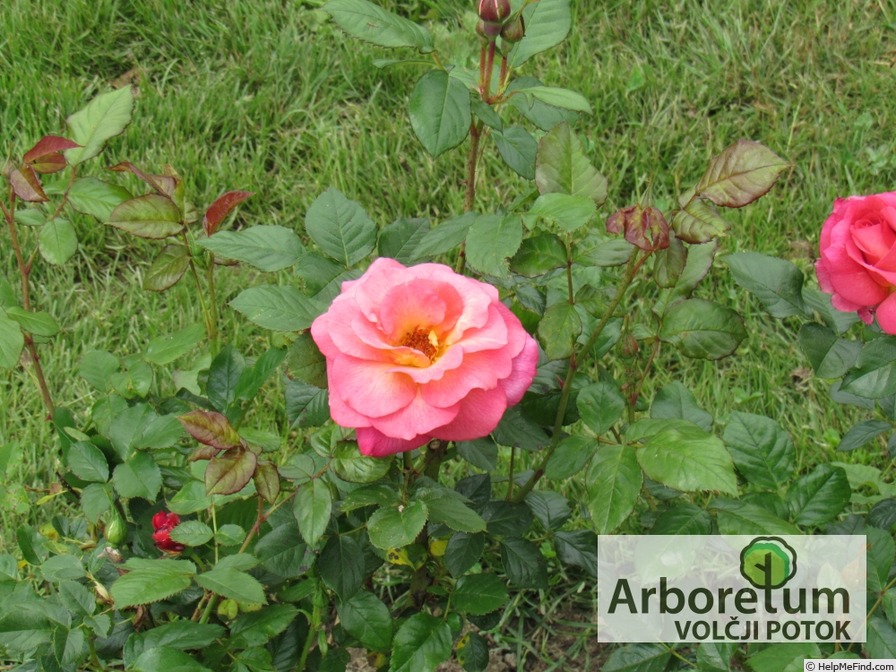 'Bobrava' rose photo