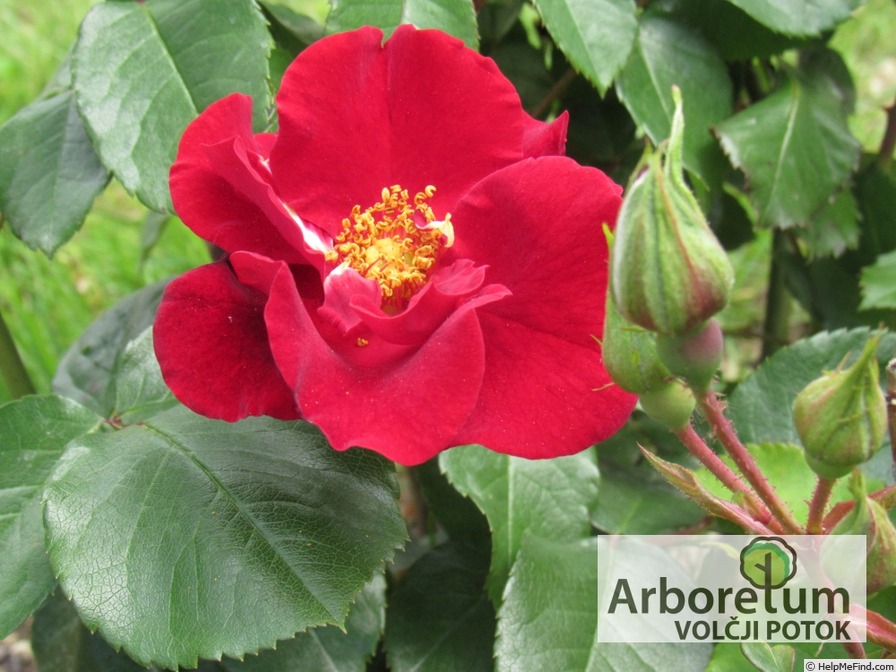 'Lea (hybrid polyantha, Urban, 1973)' rose photo