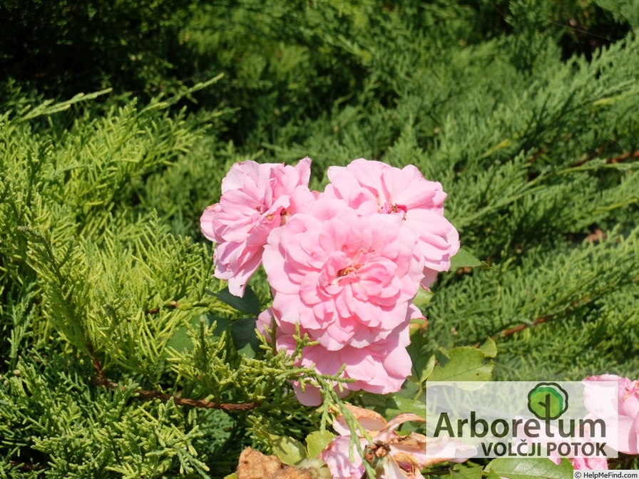 'Petrina (floribunda, Wagner, 2007)' rose photo