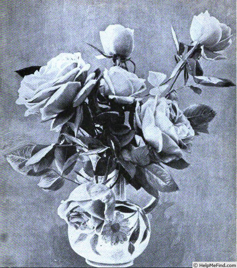 'American Belle' rose photo