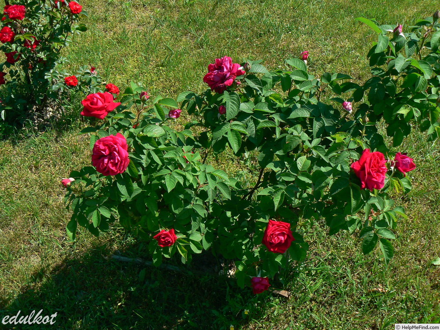 'Ruskin' rose photo