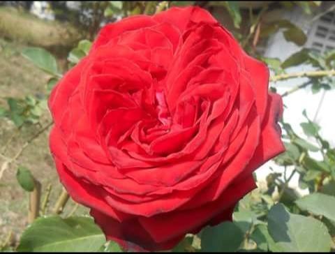 '2004 Traditional Home Rose' rose photo