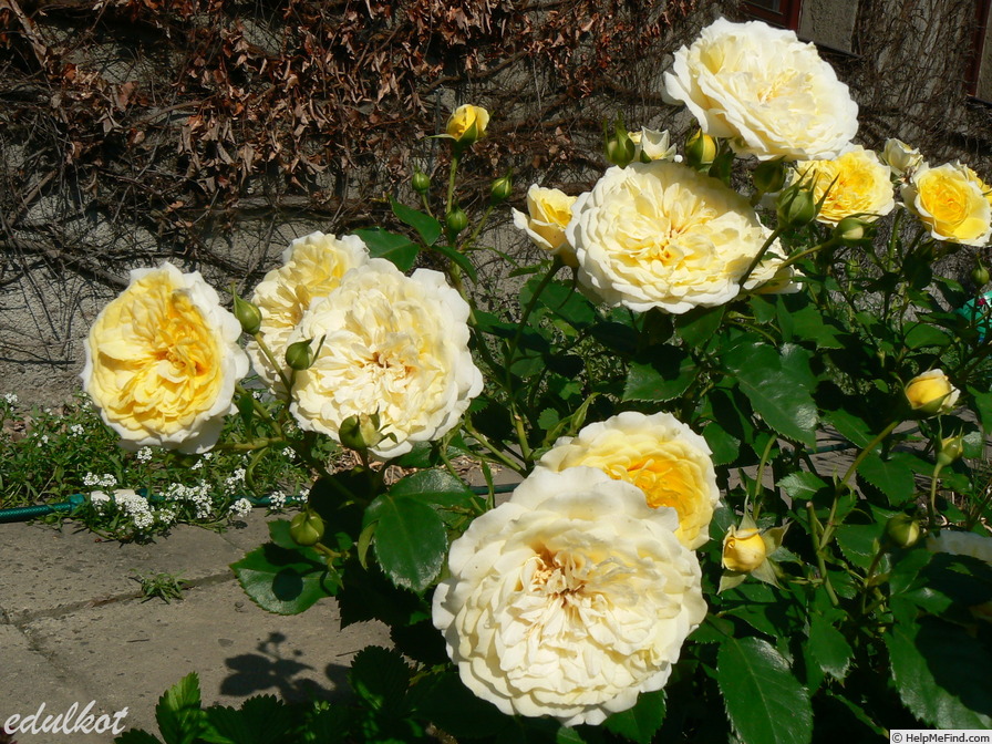 'The Sun and the Heart' rose photo