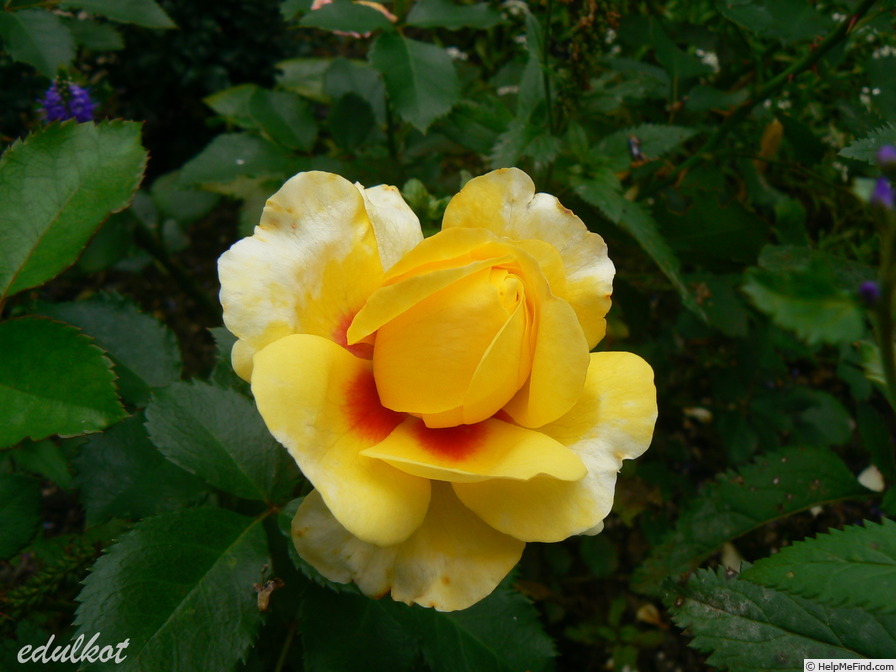 'The Sun and the Heart' rose photo