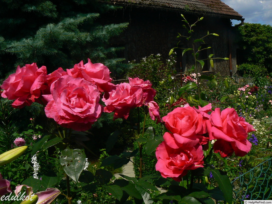 'Venrosa' rose photo