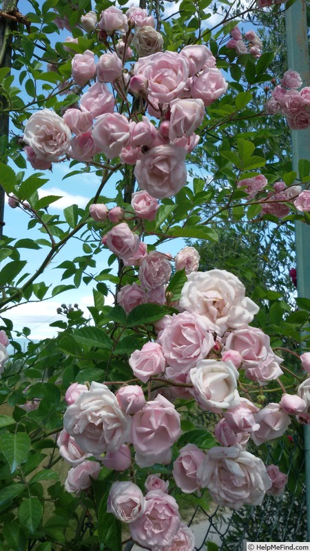 'Perle vom Wienerwald' rose photo