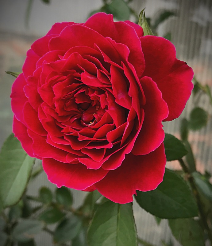 'Odysseia' rose photo