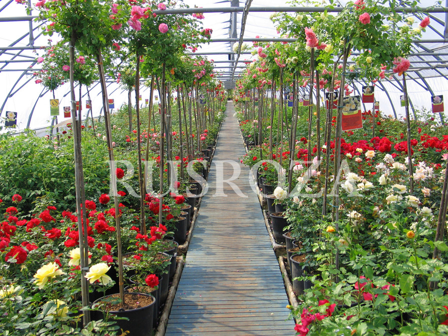 'RUSROZA, Nursery of  Roses'  photo