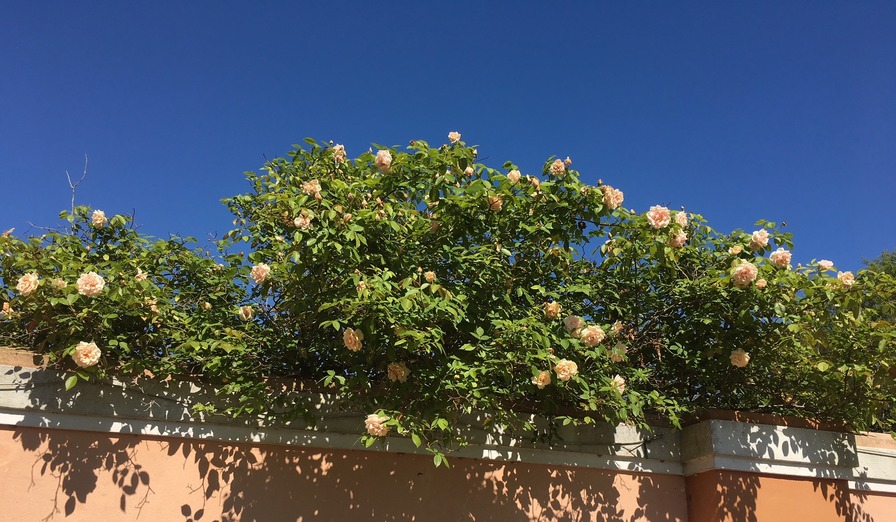 'Rêve d'Or' rose photo