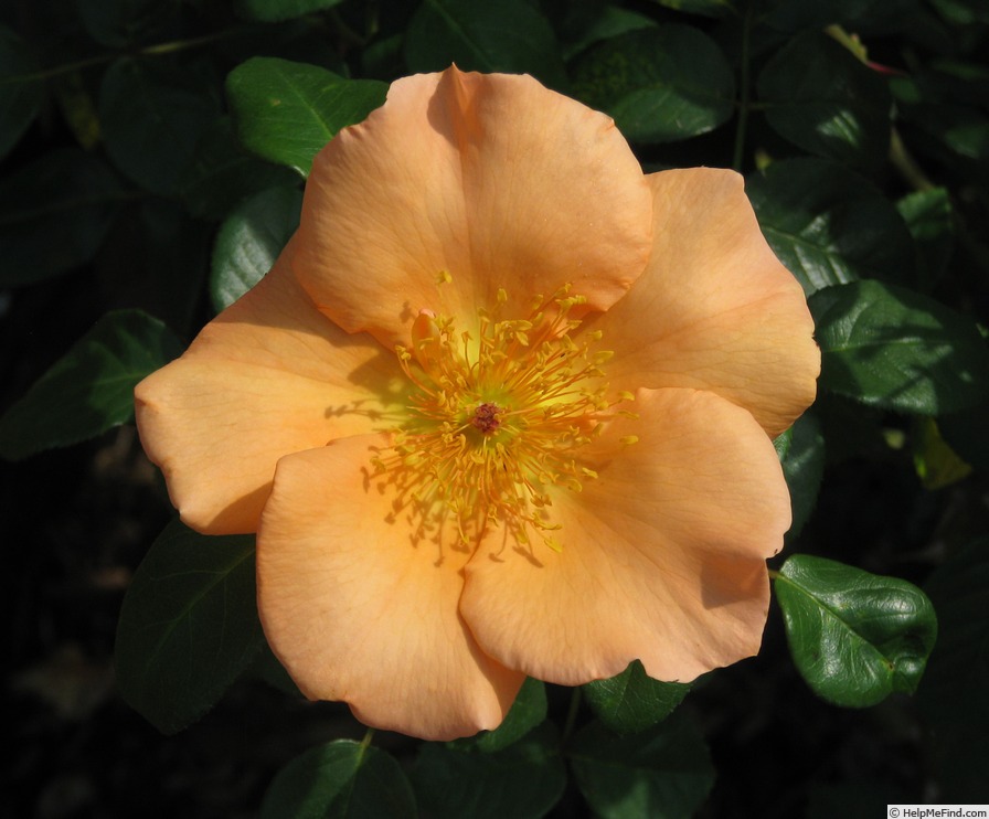 'Jacob van Ruysdael' rose photo