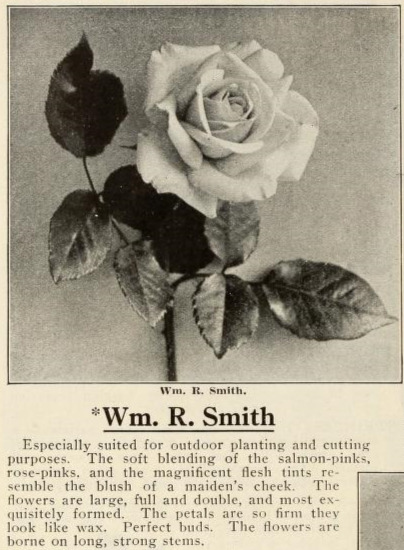 'William R. Smith' rose photo