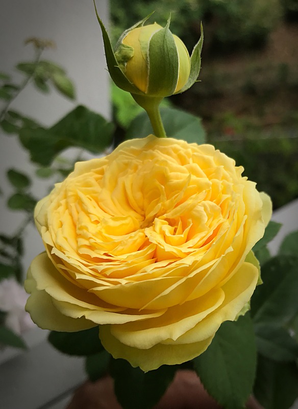 'Catalina (florists rose, Schuurman, 2002)' rose photo